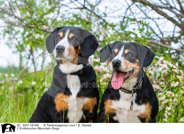 2 Entlebucher Mountain Dogs / SST-18188