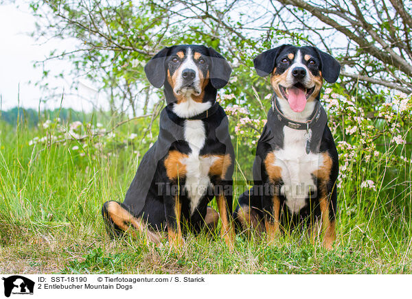 2 Entlebucher Sennenhunde / 2 Entlebucher Mountain Dogs / SST-18190