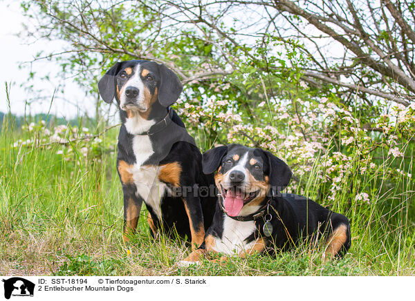2 Entlebucher Sennenhunde / 2 Entlebucher Mountain Dogs / SST-18194