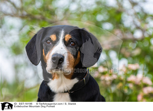Entlebucher Sennenhund Portrait / Entlebucher Mountain Dog Portrait / SST-18196