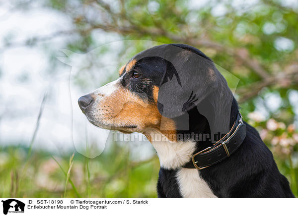 Entlebucher Mountain Dog Portrait / SST-18198