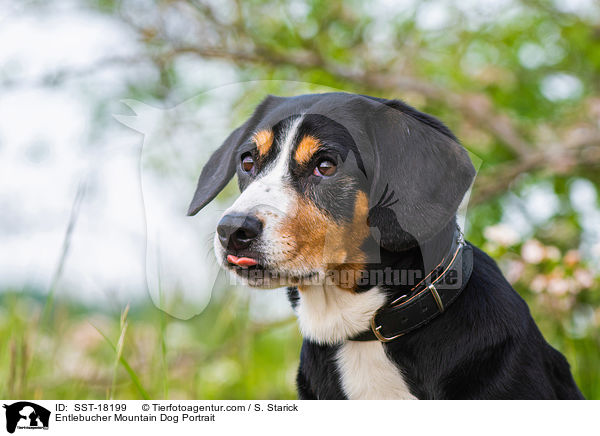 Entlebucher Sennenhund Portrait / Entlebucher Mountain Dog Portrait / SST-18199