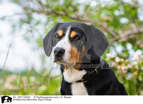 Entlebucher Sennenhund Portrait / Entlebucher Mountain Dog Portrait / SST-18200