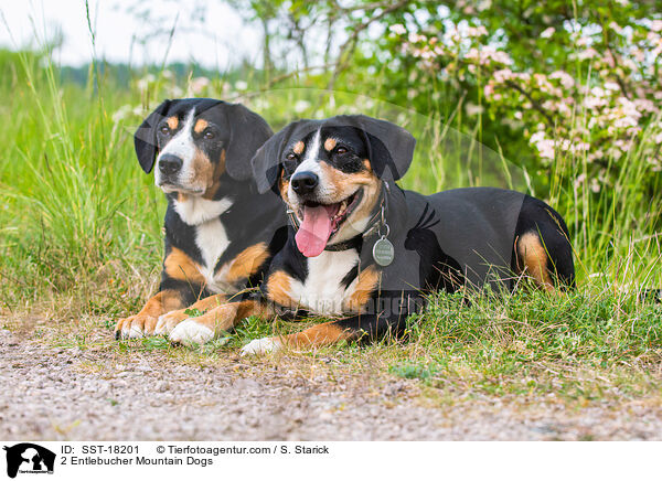 2 Entlebucher Sennenhunde / 2 Entlebucher Mountain Dogs / SST-18201