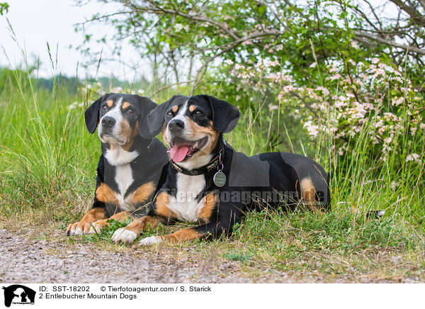 2 Entlebucher Mountain Dogs / SST-18202