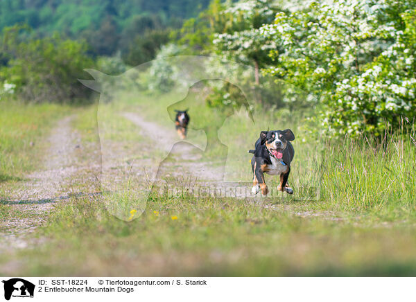 2 Entlebucher Mountain Dogs / SST-18224