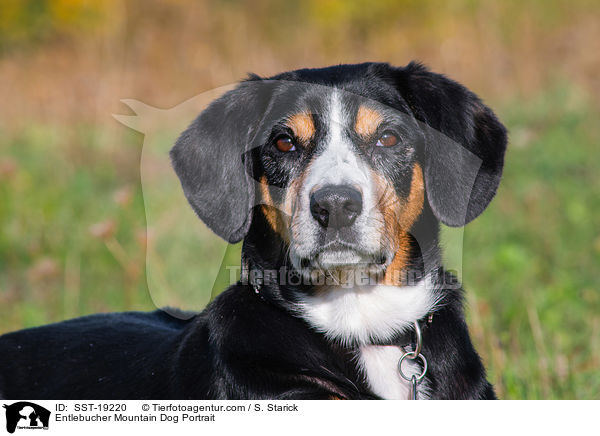 Entlebucher Mountain Dog Portrait / SST-19220