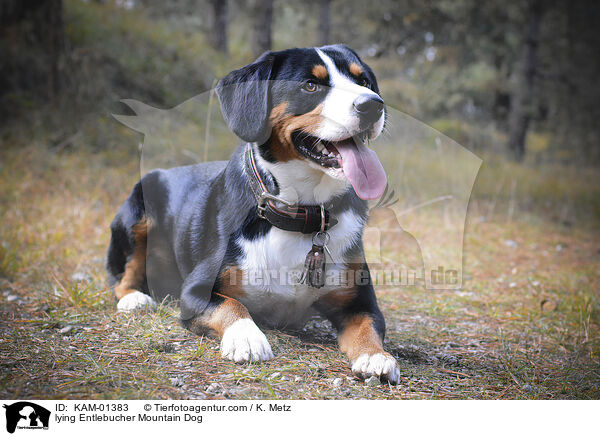 liegender Entlebucher Sennenhund / lying Entlebucher Mountain Dog / KAM-01383