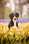 Entlebuch Mountain Dog