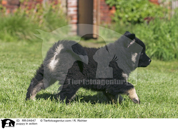 puppy in action / RR-04647