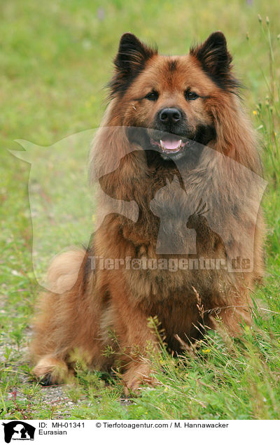 Eurasier / Eurasian / MH-01341