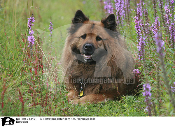 Eurasier / Eurasian / MH-01343