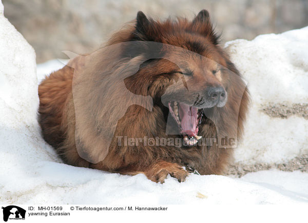 ghnender Eurasier / yawning Eurasian / MH-01569
