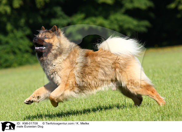 Eurasier Rde / male Eurasian Dog / KMI-01708
