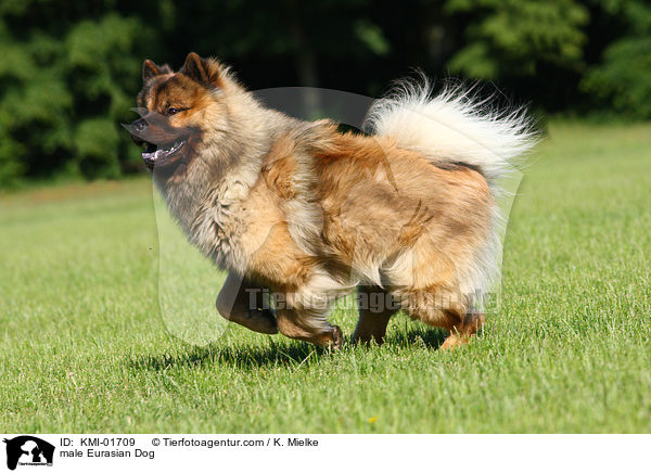 Eurasier Rde / male Eurasian Dog / KMI-01709