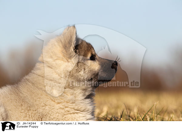 Eurasier Puppy / JH-14244