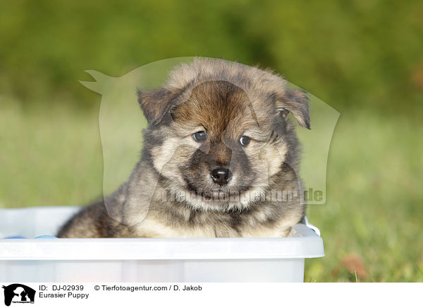 Eurasier Puppy / DJ-02939