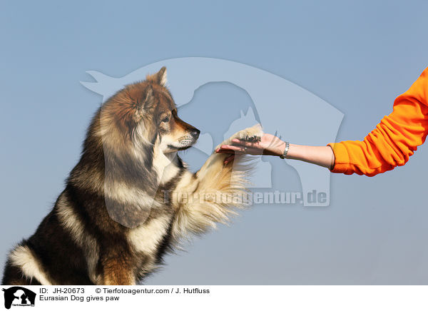 Eurasier gibt Pftchen / Eurasian Dog gives paw / JH-20673