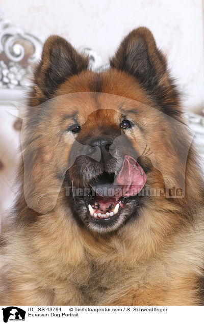 Eurasier Portrait / Eurasian Dog Portrait / SS-43794
