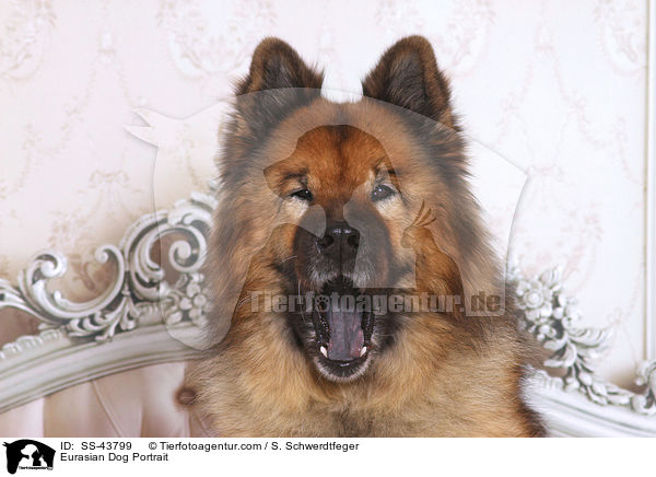 Eurasier Portrait / Eurasian Dog Portrait / SS-43799