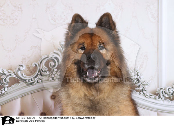 Eurasier Portrait / Eurasian Dog Portrait / SS-43800