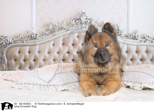 liegender Eurasier / lying Eurasian Dog / SS-43802