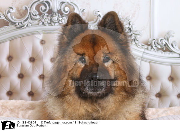 Eurasier Portrait / Eurasian Dog Portrait / SS-43804