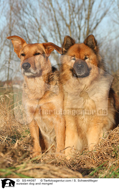 Eurasier und Mischling / eurasian dog and mongrel / SS-44097