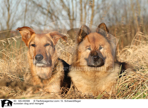 Eurasier und Mischling / eurasian dog and mongrel / SS-44098