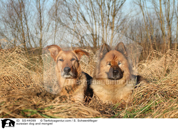 Eurasier und Mischling / eurasian dog and mongrel / SS-44099