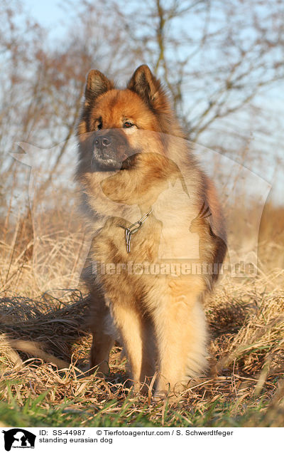 stehender Eurasier / standing eurasian dog / SS-44987