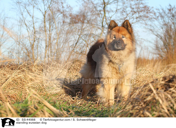 stehender Eurasier / standing eurasian dog / SS-44988