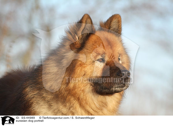 Eurasier Portrait / eurasian dog portrait / SS-44989