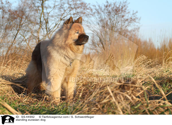 stehender Eurasier / standing eurasian dog / SS-44992