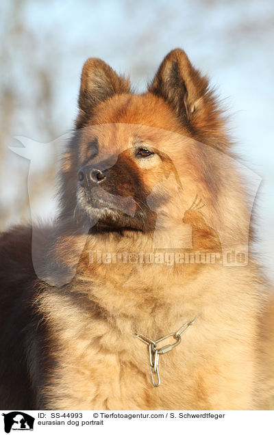 Eurasier Portrait / eurasian dog portrait / SS-44993