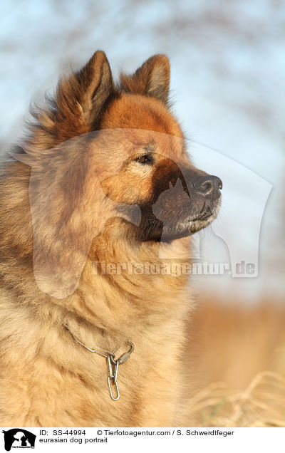 Eurasier Portrait / eurasian dog portrait / SS-44994