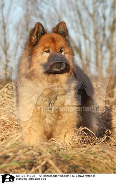 stehender Eurasier / standing eurasian dog / SS-44995