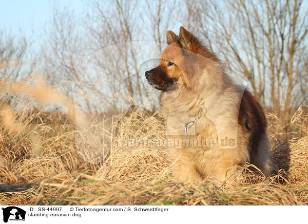 stehender Eurasier / standing eurasian dog / SS-44997
