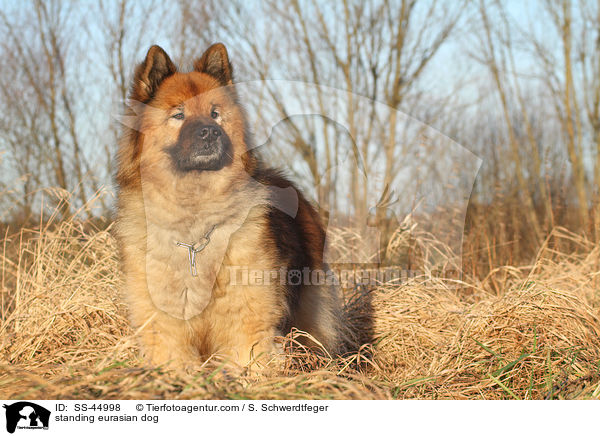 stehender Eurasier / standing eurasian dog / SS-44998