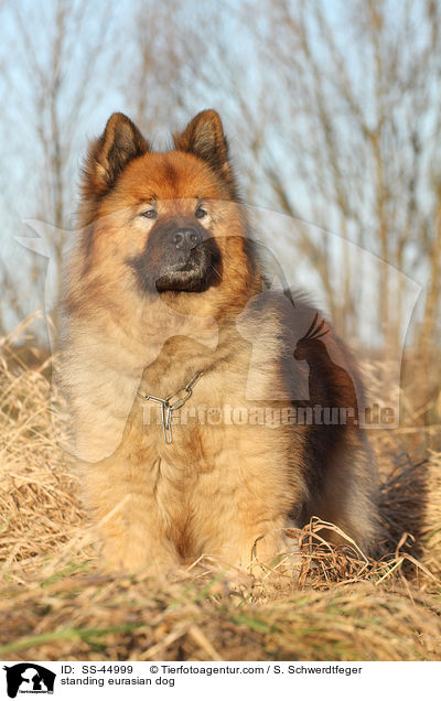 stehender Eurasier / standing eurasian dog / SS-44999