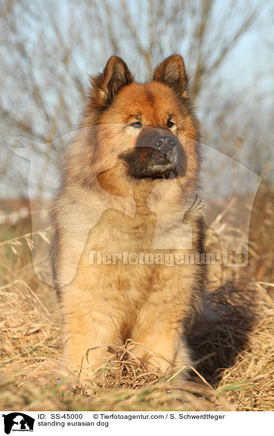 stehender Eurasier / standing eurasian dog / SS-45000