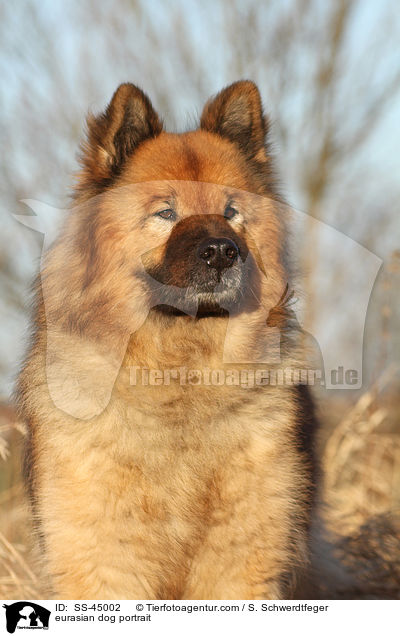 Eurasier Portrait / eurasian dog portrait / SS-45002