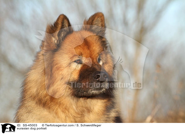 Eurasier Portrait / eurasian dog portrait / SS-45003