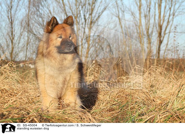 stehender Eurasier / standing eurasian dog / SS-45004