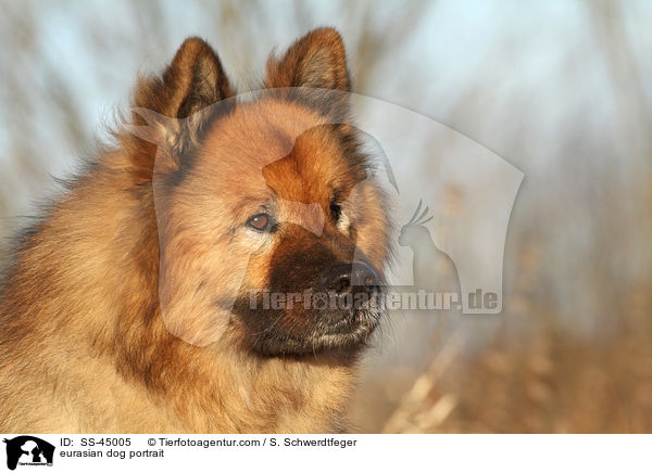 Eurasier Portrait / eurasian dog portrait / SS-45005