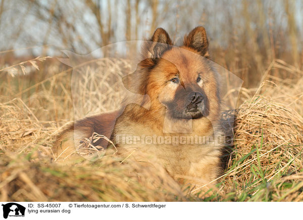 liegender Eurasier / lying eurasian dog / SS-45007