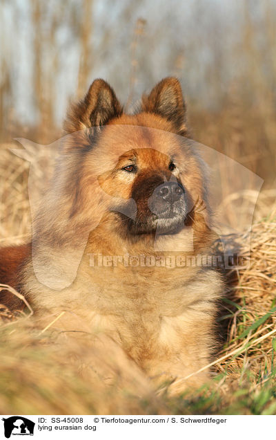 liegender Eurasier / lying eurasian dog / SS-45008