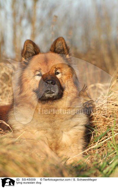liegender Eurasier / lying eurasian dog / SS-45009