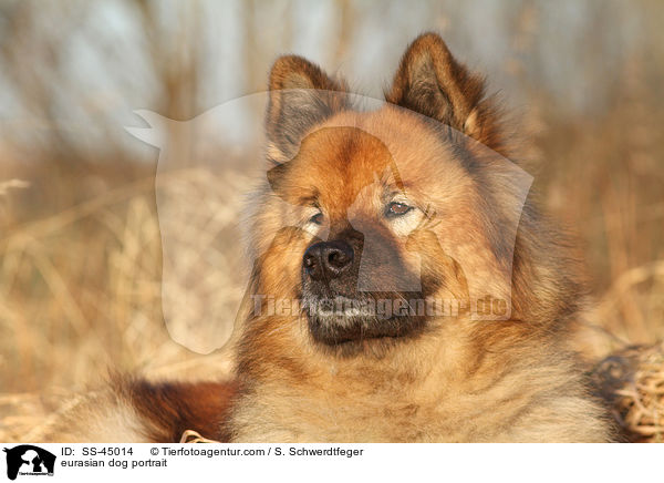 Eurasier Portrait / eurasian dog portrait / SS-45014