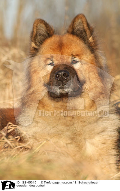 Eurasier Portrait / eurasian dog portrait / SS-45015